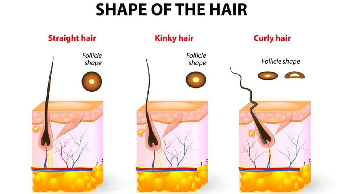 The Importance of Understanding Different Hair Types